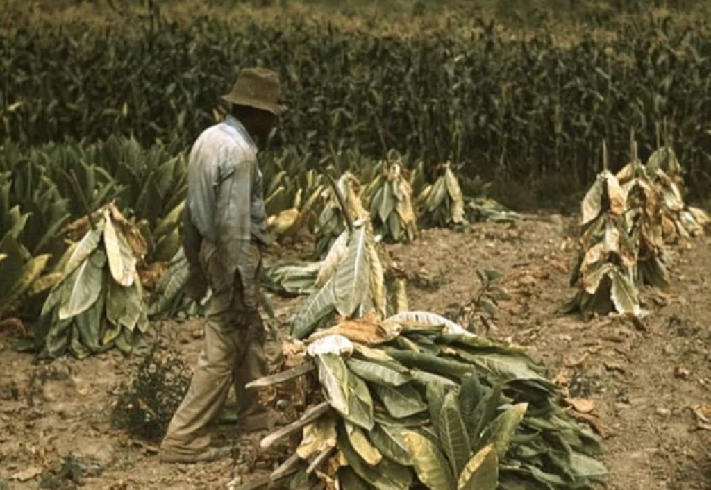 A farmer inspecting a leaf of Tennessee Burley tobacco