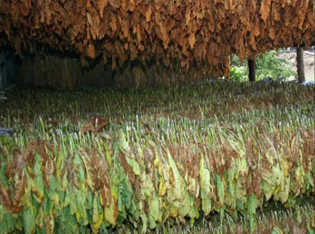 Sun-cured Turkish tobacco leaves spread out for drying