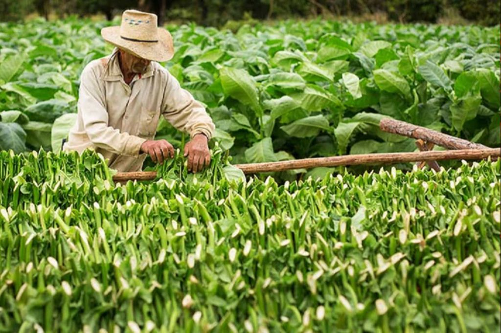 The meticulous harvesting of tobacco leaves, poised for transformation