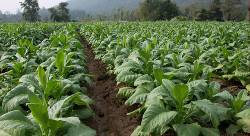 Tobacco fields in Kyrgyzstan