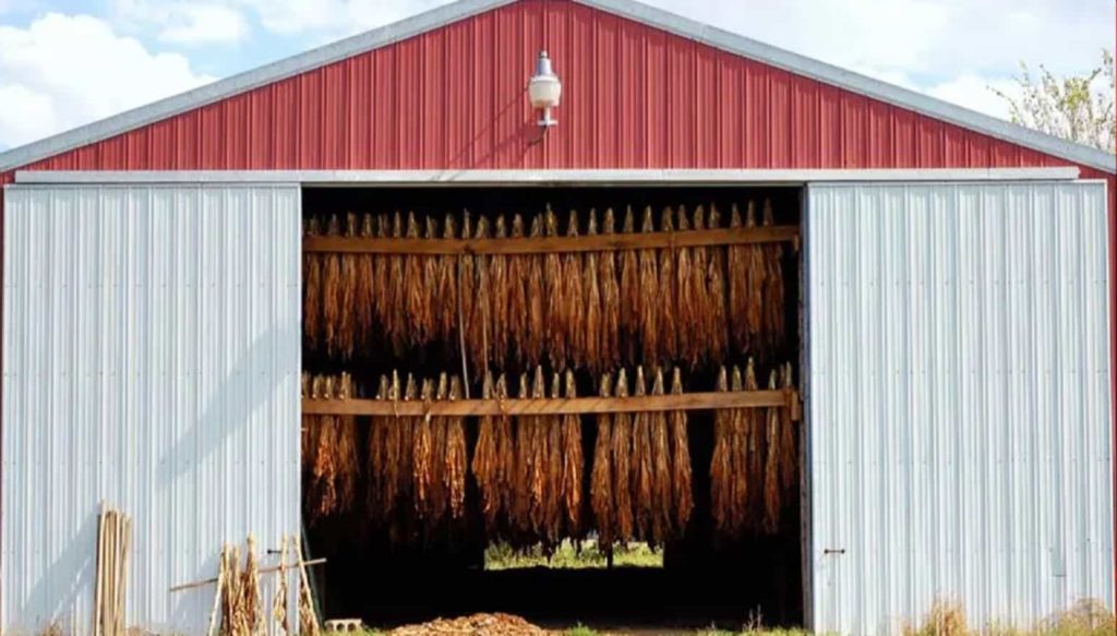 Red leaf tobacco leaves drying in a traditional barn